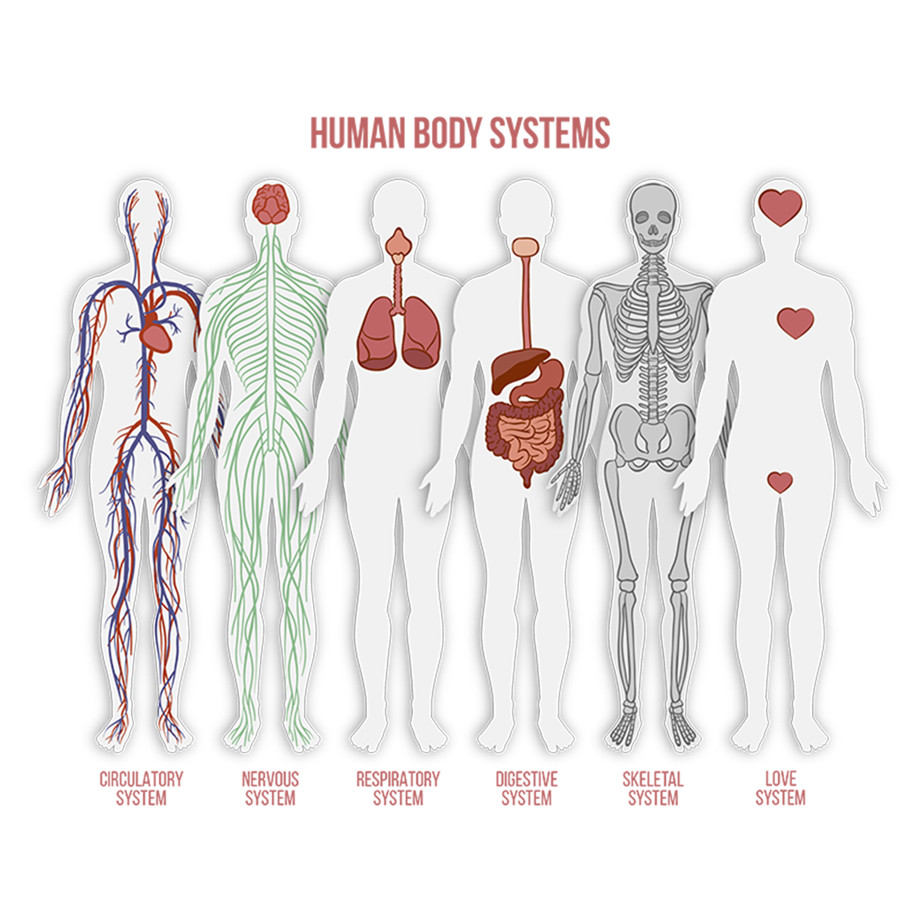 Human body system