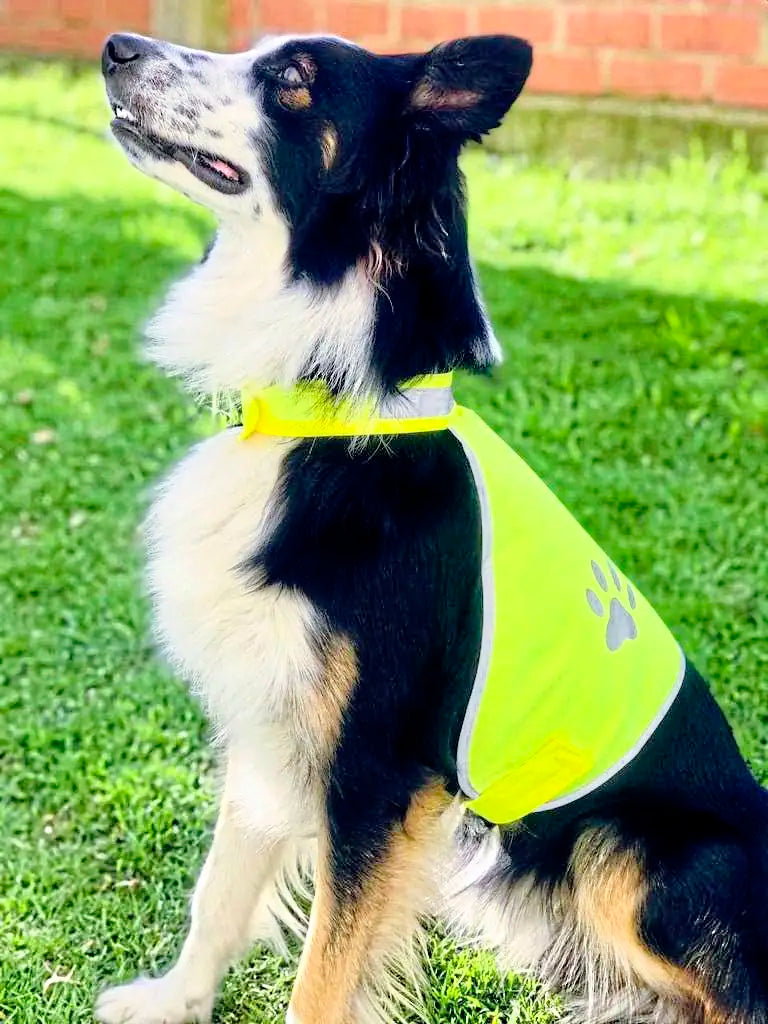 all-groups Stretchy Hi Vis Safety Vest For Dogs Buenos Aires