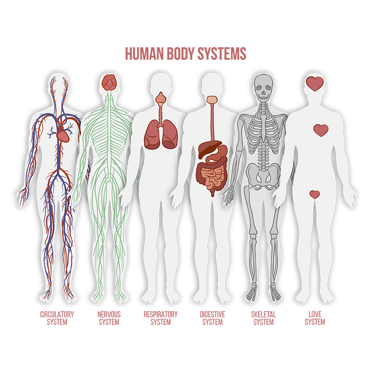 Human body system – BELABEL